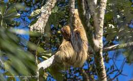 Image of Maned sloth