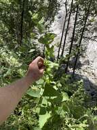 Image of Ross' pitcher sage