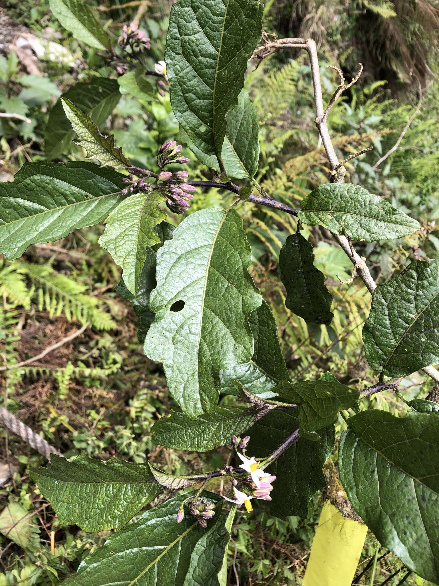 Image de <i>Solanum peikuoensis</i>