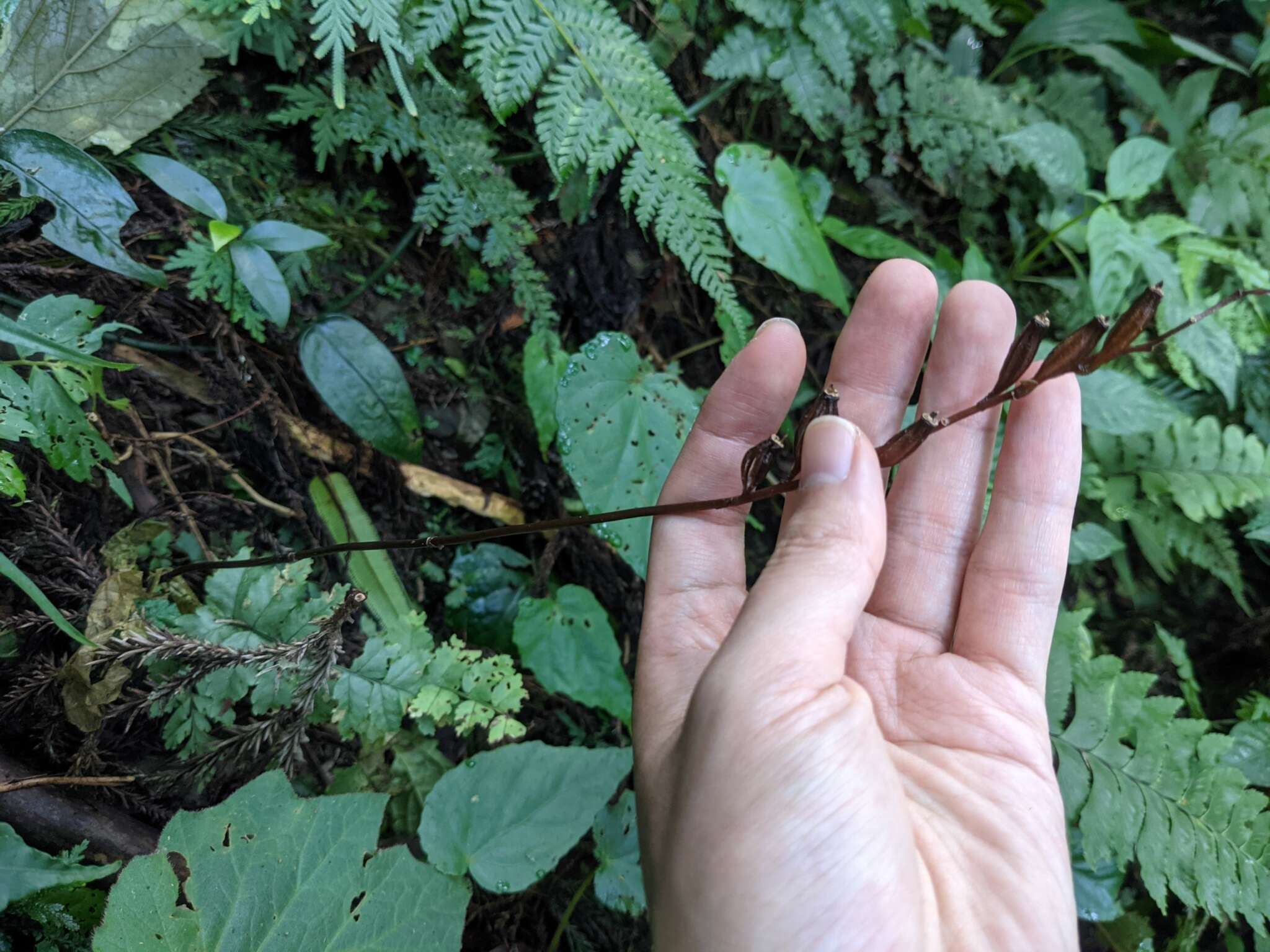 Image of Gastrodia flavilabella S. S. Ying