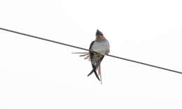 Image of Crested Treeswift