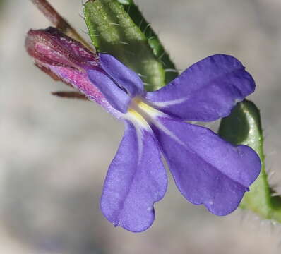 Image de Lobelia neglecta Schult.