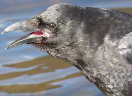 Image of Corvus brachyrhynchos caurinus Baird & SF 1858