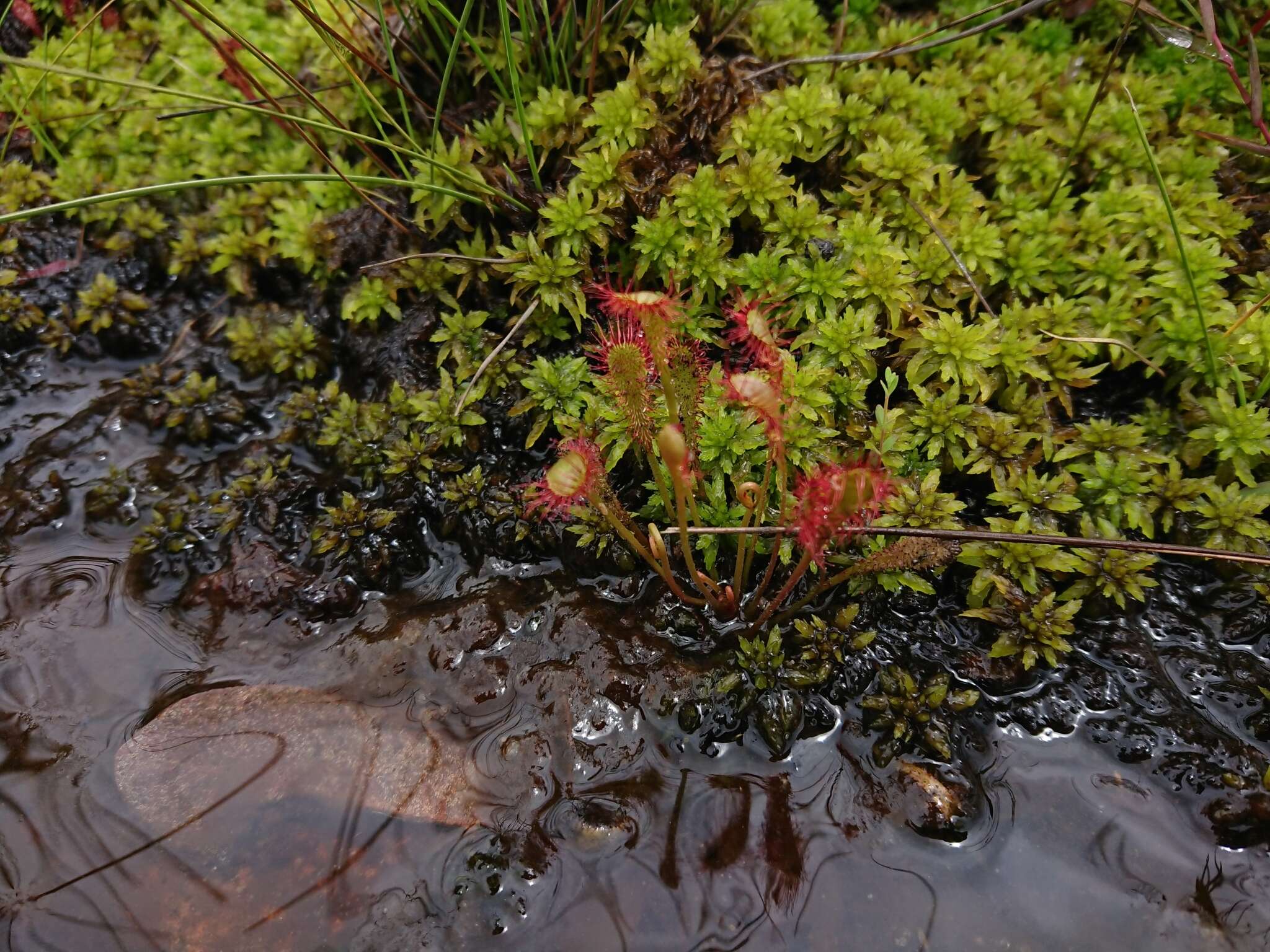 صورة Drosera nidiformis Debbert