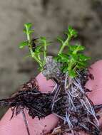 Image of small waterwort