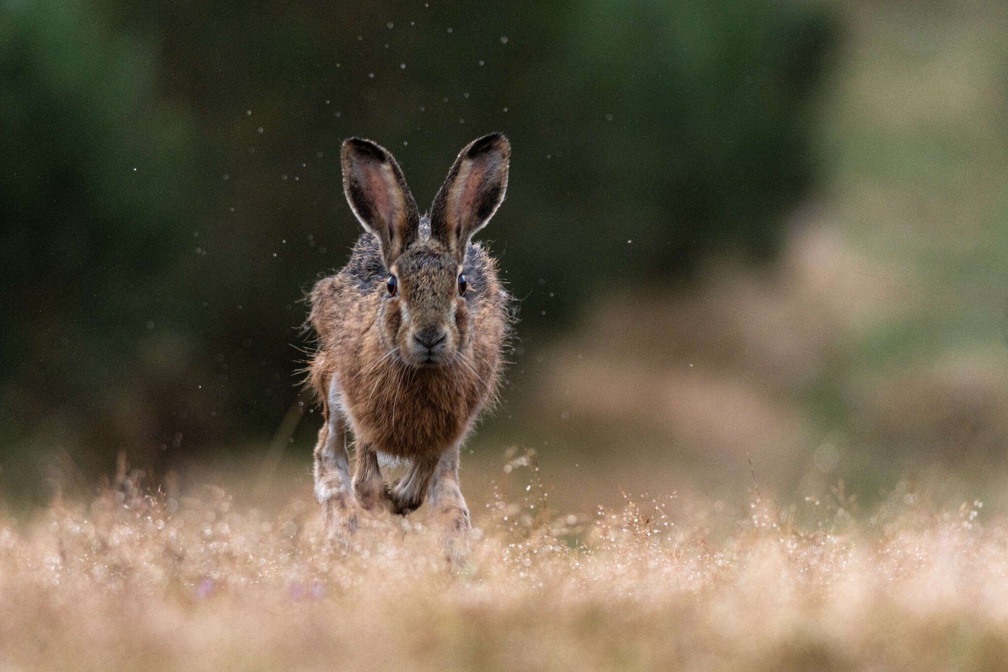 Image of Broom Hare