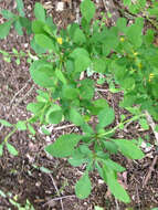 Image of Japanese barberry