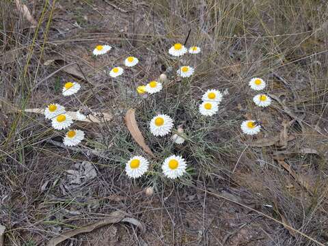 Слика од Leucochrysum