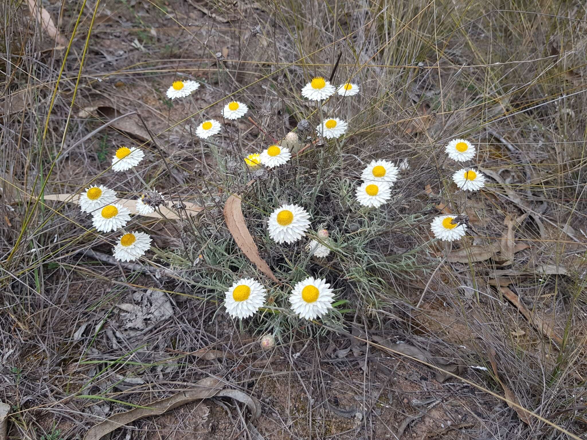 Image of Leucochrysum albicans (A. Cunn.) P. G. Wilson