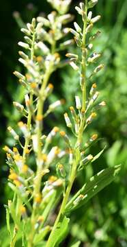 Image de Rainiera stricta (Greene) Greene