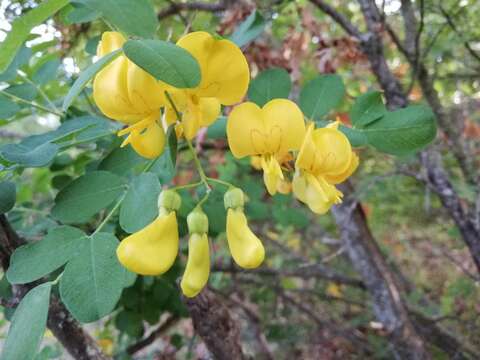 Image of Colutea cilicica Boiss. & Balansa