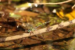 Image of Erpetogomphus boa Selys 1859