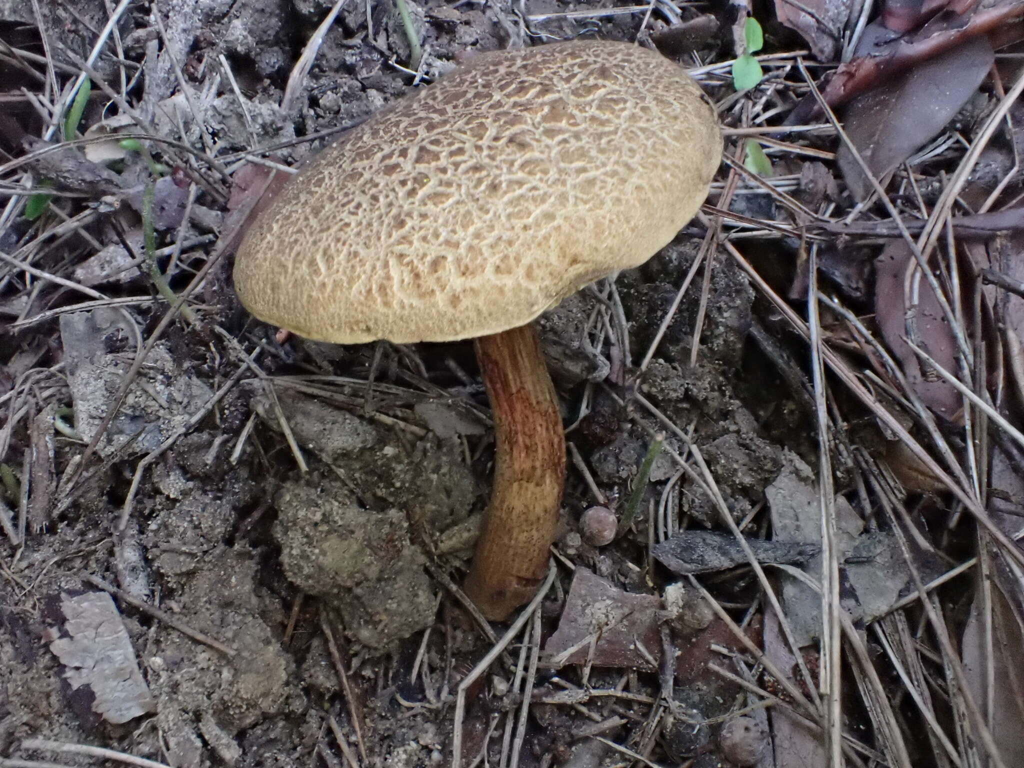 Boletus nigromaculatus (Hongo) Har. Takah. 1992 resmi