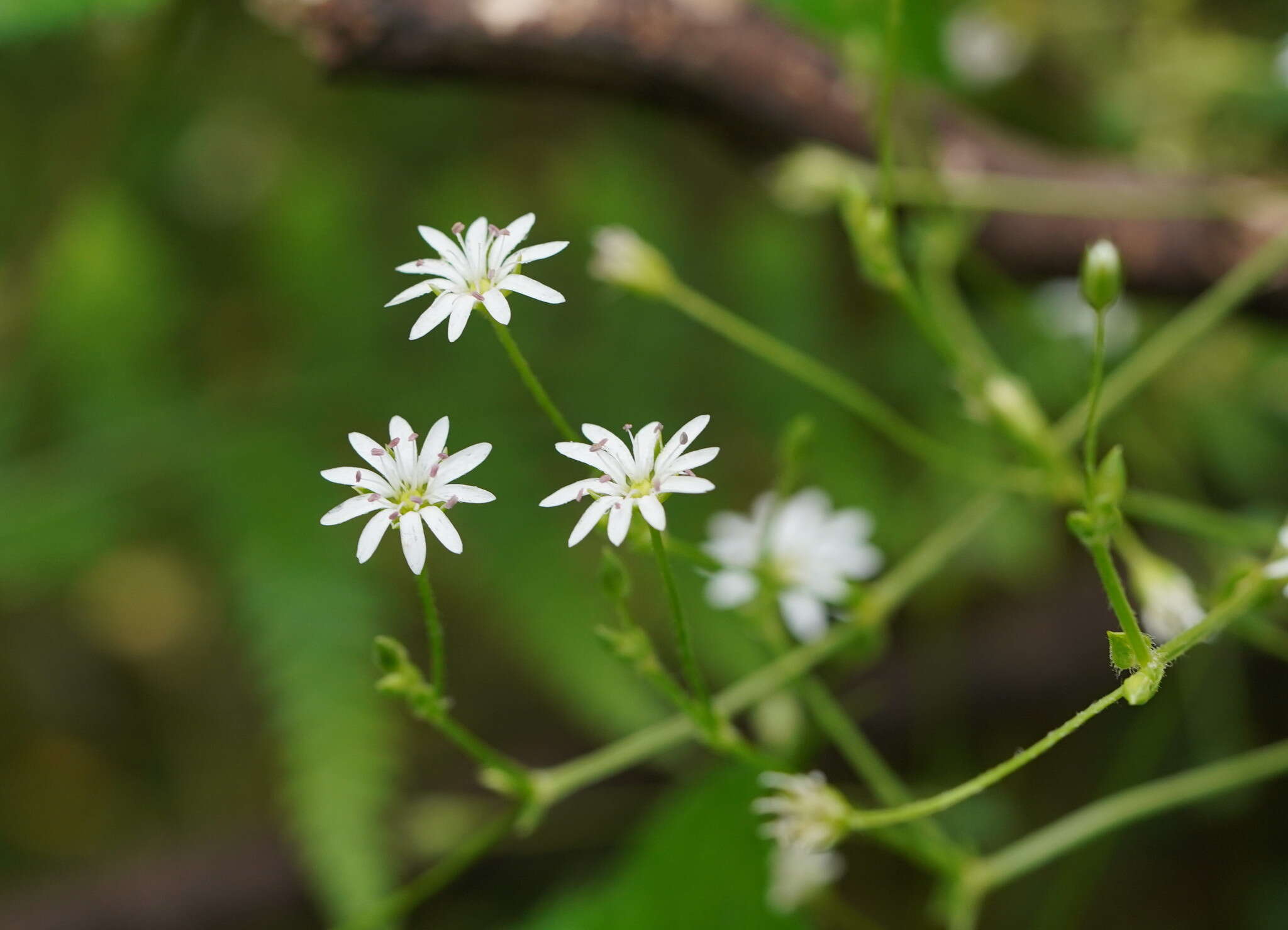 Image of Stellaria flaccida Hook.