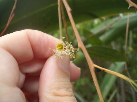 Image of Saligna Eucalyptus