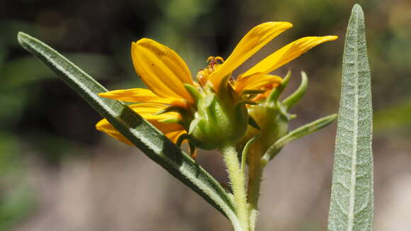 Image of California sunflower