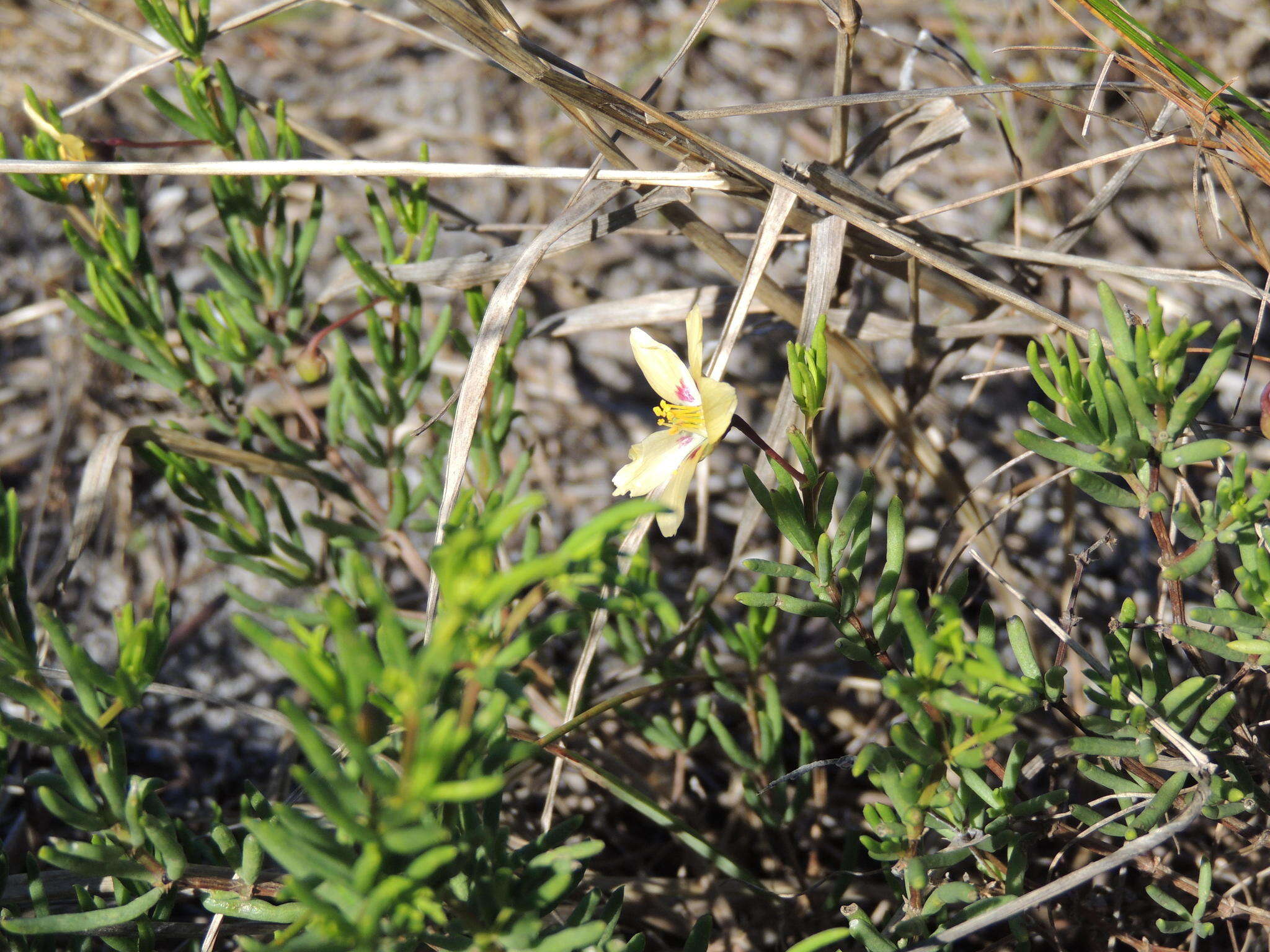 Image of Roepera flexuosa (Eckl. & Zeyh.) Beier & Thulin