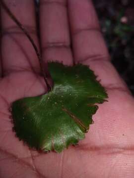 Image of lotus-leaved maidenhair fern