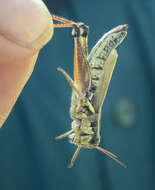 Слика од Melanoplus borealis (Fieber 1853)