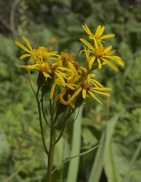 Senecio triangularis Hook.的圖片