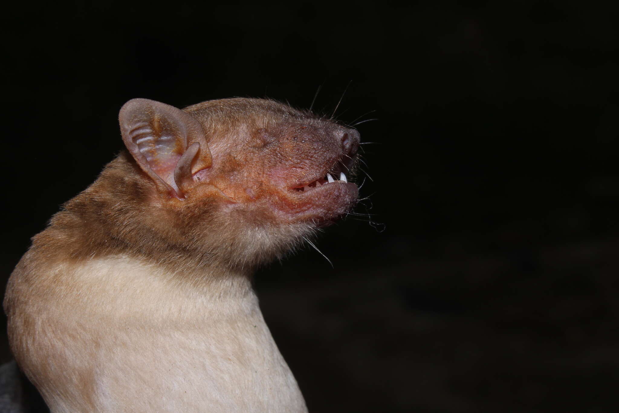 Image of Asiatic Lesser Yellow House Bat