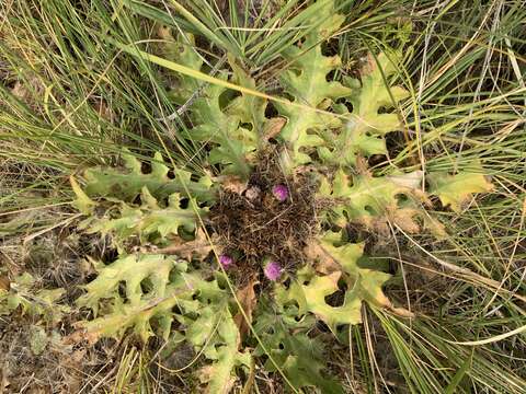 Image of Cirsium scariosum var. congdonii (R. J. Moore & Frankton) D. J. Keil