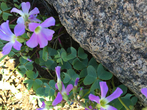 Imagem de Oxalis violacea L.