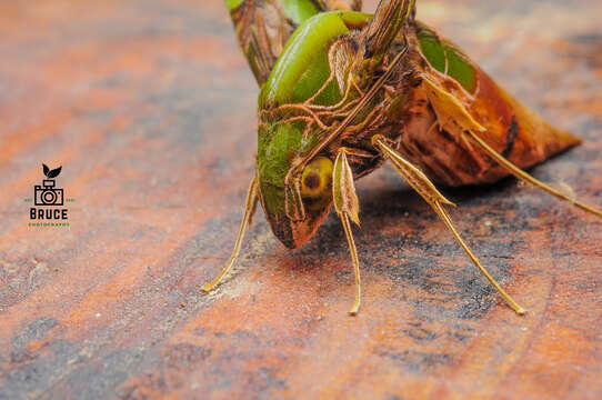 Image de Eupanacra busiris (Walker 1856)