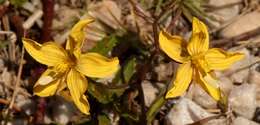 Image of Cyanella lutea L. fil.