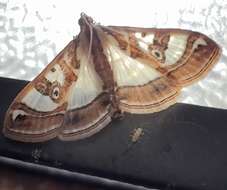 Image of Moth