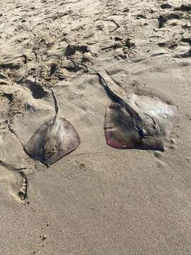 Image of Longnose Stingray