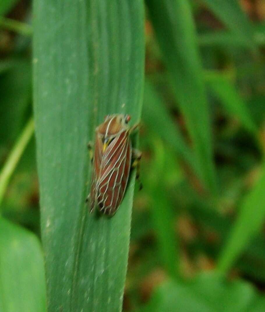 صورة Aetalion reticulatum (Linnaeus 1758)