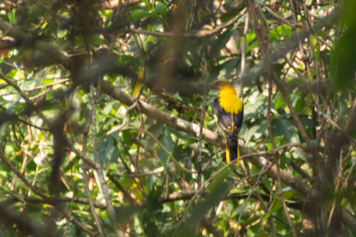 Image of Indian Golden Oriole