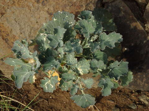 Image of Crambe fruticosa subsp. fruticosa