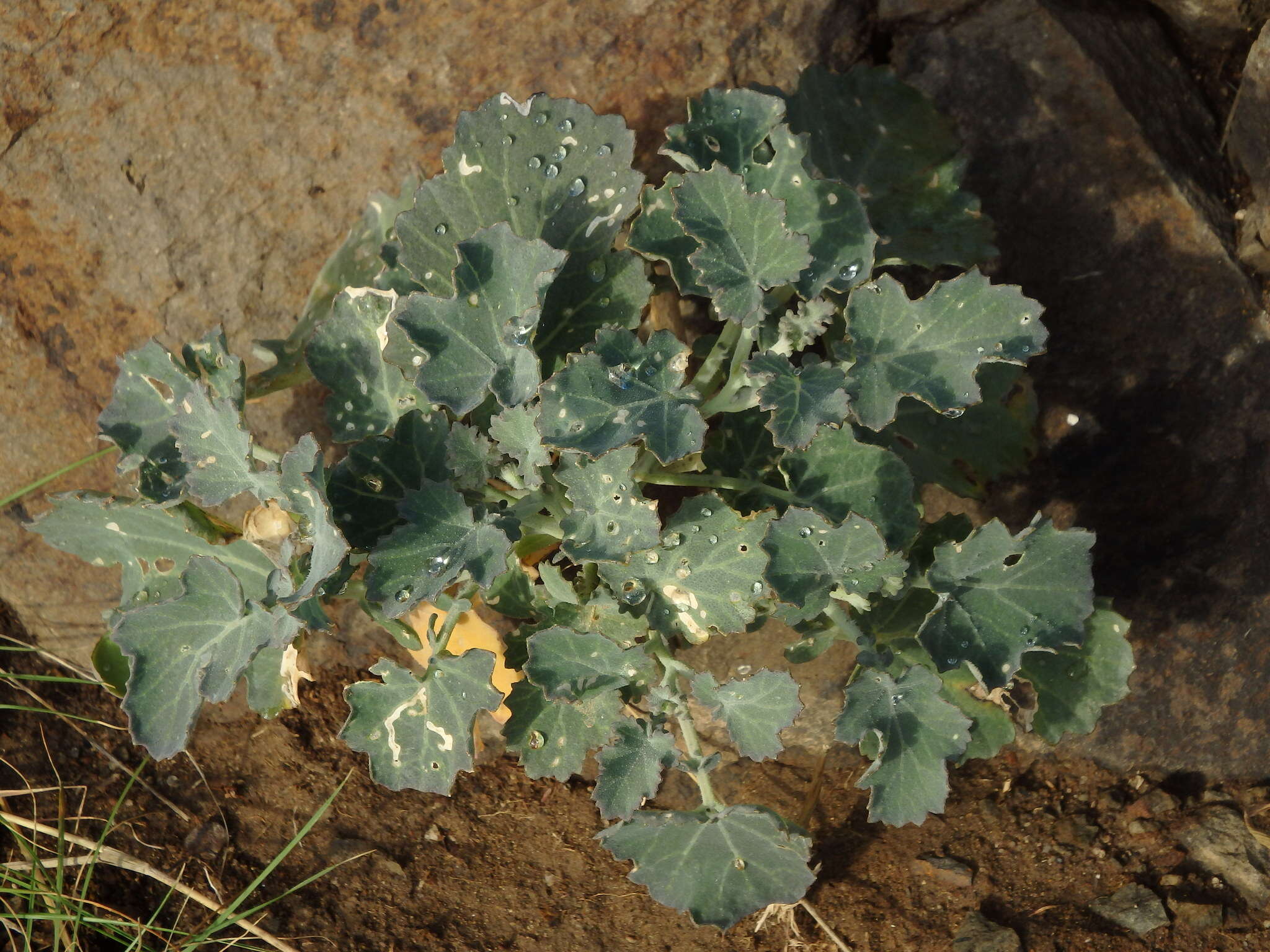 صورة Crambe fruticosa subsp. fruticosa