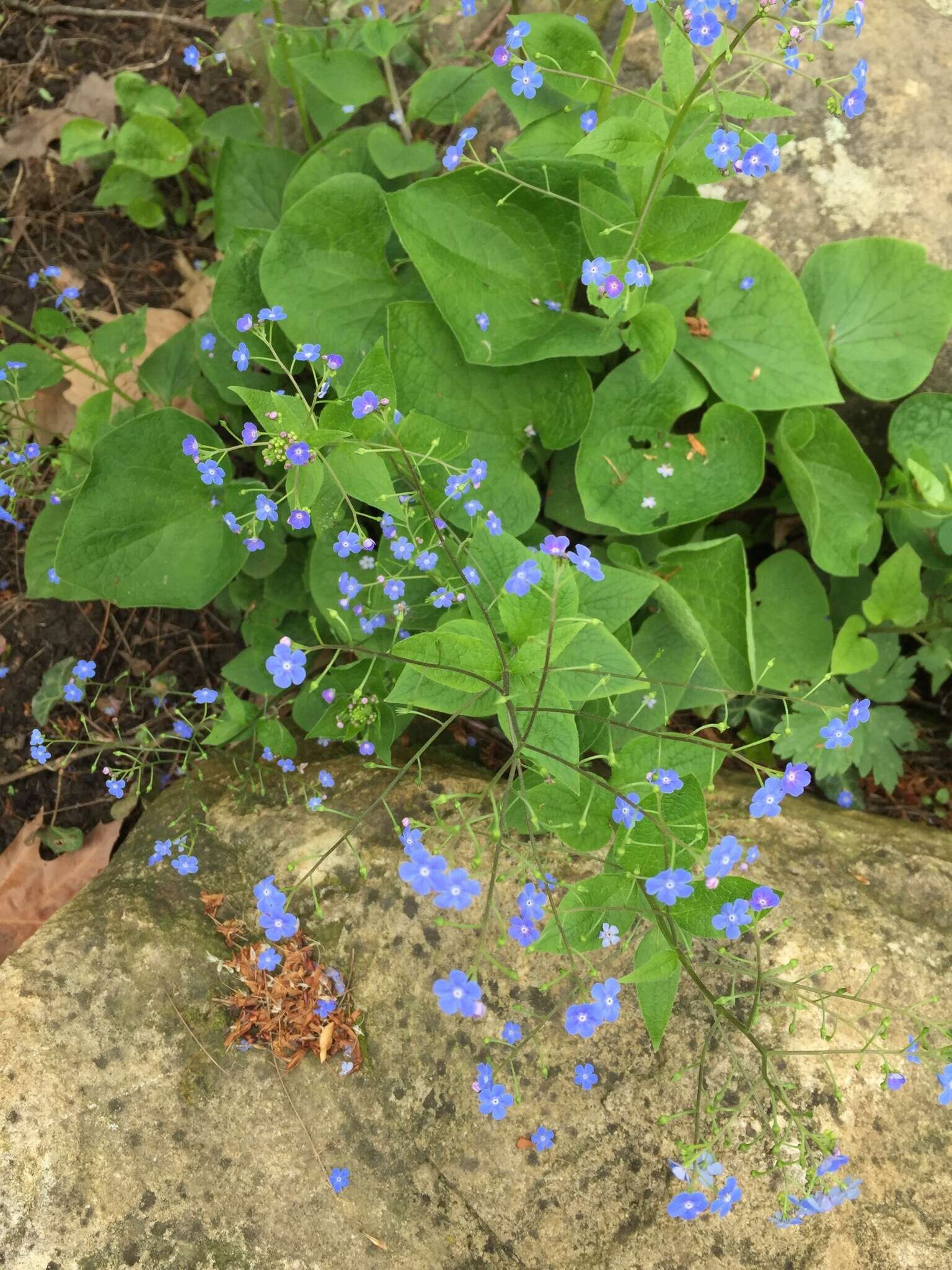 Brunnera resmi