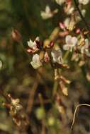 Imagem de Astragalus atratus var. inseptus Barneby