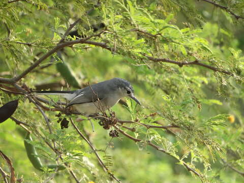 Image of White-lored Gnatcatcher