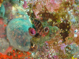 Image of Giant pink ascidian