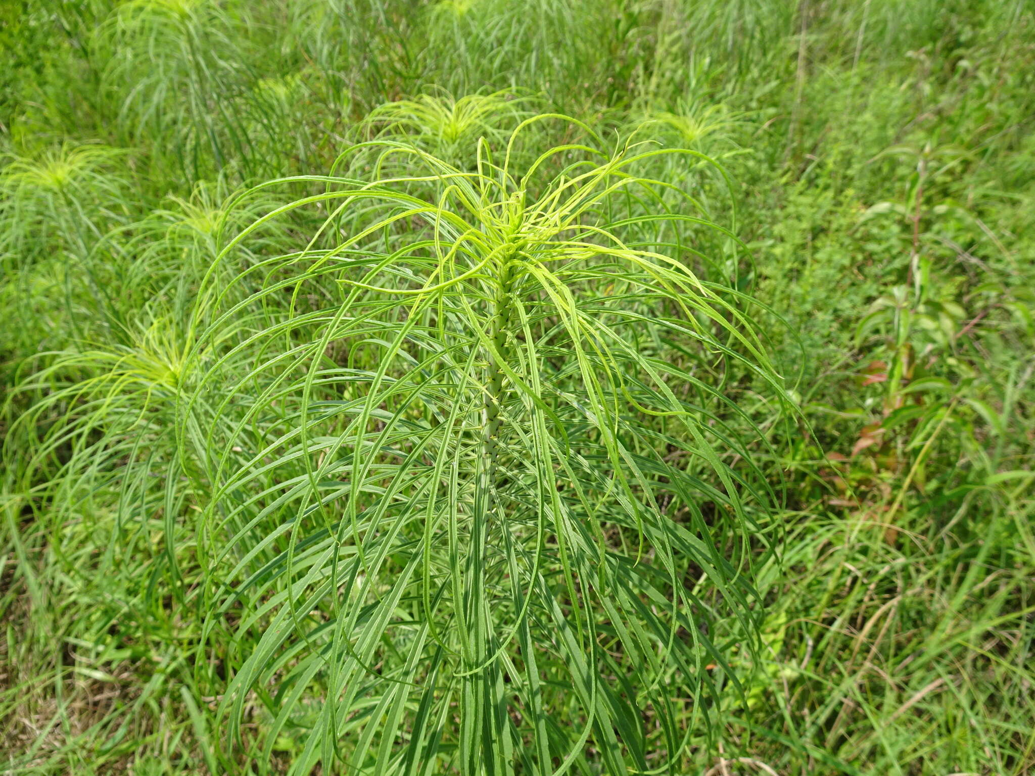 Plancia ëd Helianthus salicifolius A. Dietr.