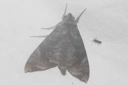 Image of Acosmeryx pseudonaga Butler 1881