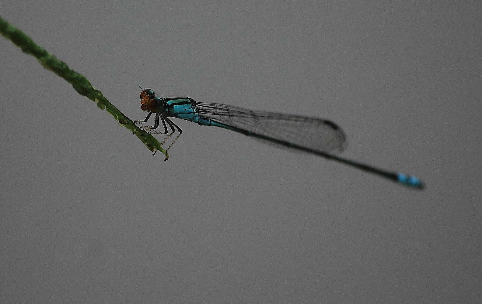 Image of Pseudagrion rubriceps Selys 1876