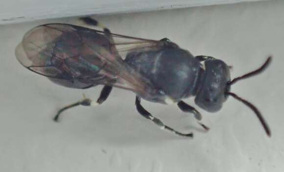 Слика од Hylaeus mesillae (Cockerell 1896)