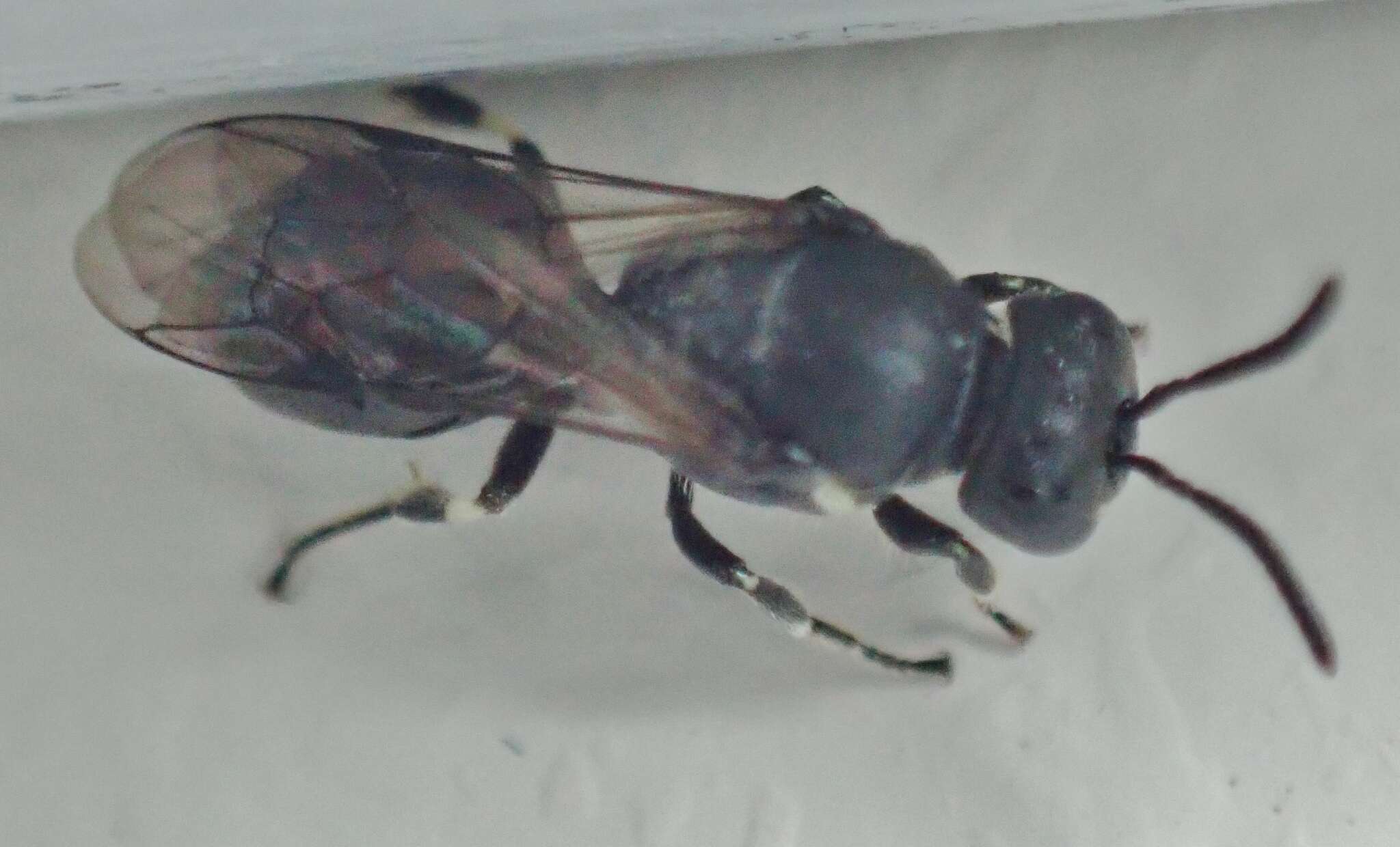 Image of Hylaeus mesillae (Cockerell 1896)