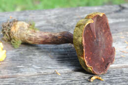 Image of Aureoboletus mirabilis (Murrill) Halling 2015