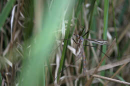 Ptilogyna (Plusiomyia) gracilis spectabilis (Skuse 1890) resmi