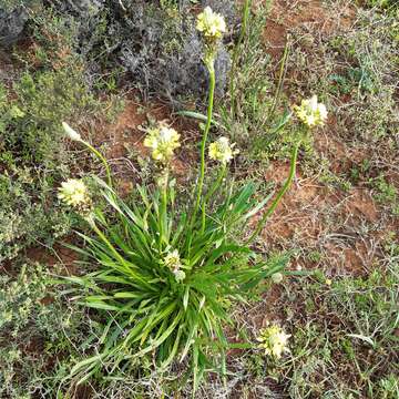 Image of Bulbine erectipilosa G. Will.