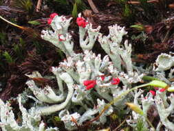 Image of Cladonia polydactyla (Flörke) Spreng.