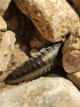 Image of Silpha (Silpha) carinata Herbst 1783