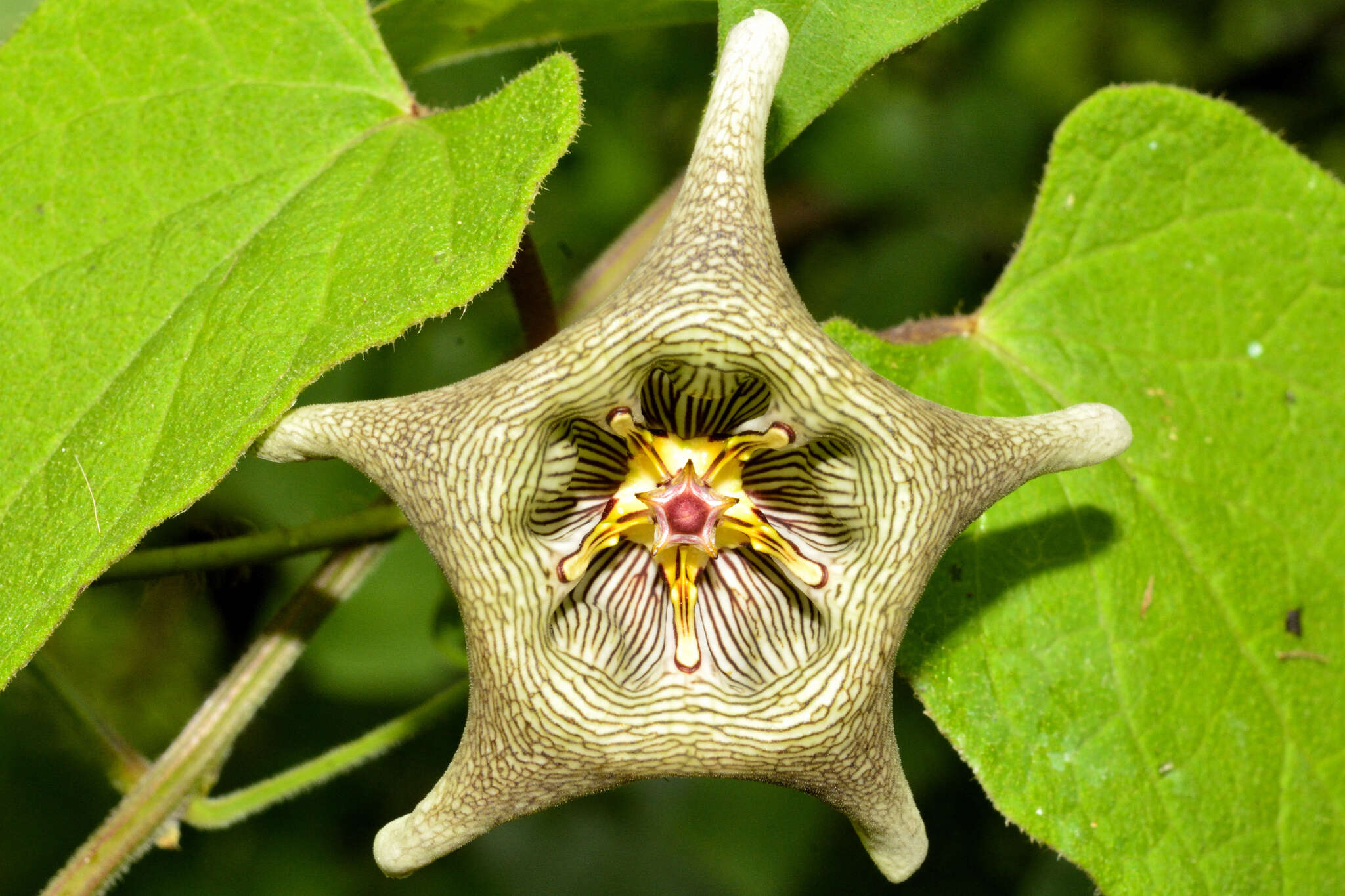 Image of Dictyanthus pavonii Decne.